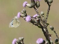 maudoc.com • Pieris rapae •  Pieris rapae_risaie.jpg   Pieris rapae : Farfalla, fiore